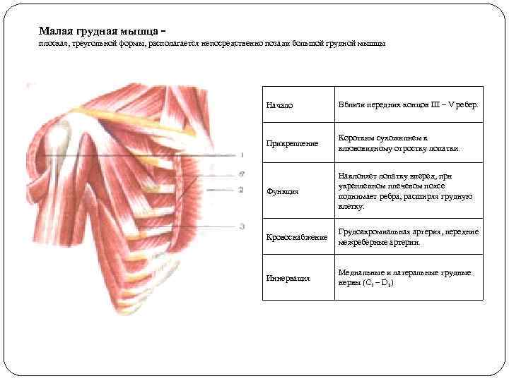Малая грудная мышца плоская, треугольной формы, располагается непосредственно позади большой грудной мышцы Начало Вблизи