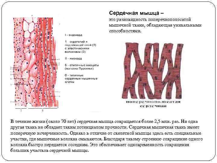 Основной какой системы является изображенная на рисунке клетка мышечной кровеносной