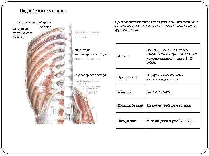 Подреберные мышцы Представлены мышечными и сухожильными пучками в нижней части заднего отдела внутренней поверхности