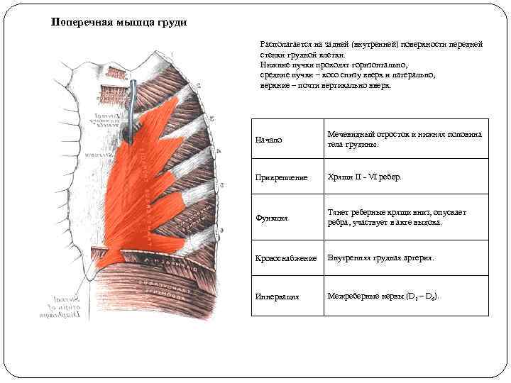 Поперечная мышца груди Располагается на задней (внутренней) поверхности передней стенки грудной клетки. Нижние пучки