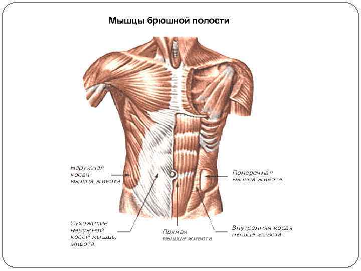Мышцы брюшной полости 