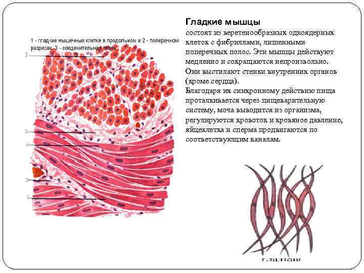 Гладкие мышцы состоят из веретенообразных одноядерных клеток с фибриллами, лишенными поперечных полос. Эти мышцы