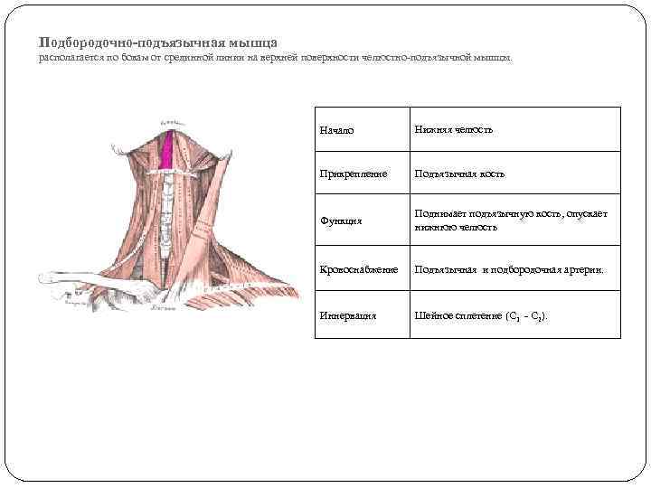 Подбородочно-подъязычная мышца располагается по бокам от срединной линии на верхней поверхности челюстно-подъязычной мышцы. Начало