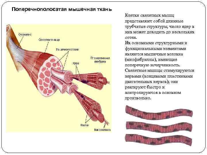 Поперечнополосатая мышечная ткань Клетки скелетных мышц представляют собой длинные трубчатые структуры, число ядер в