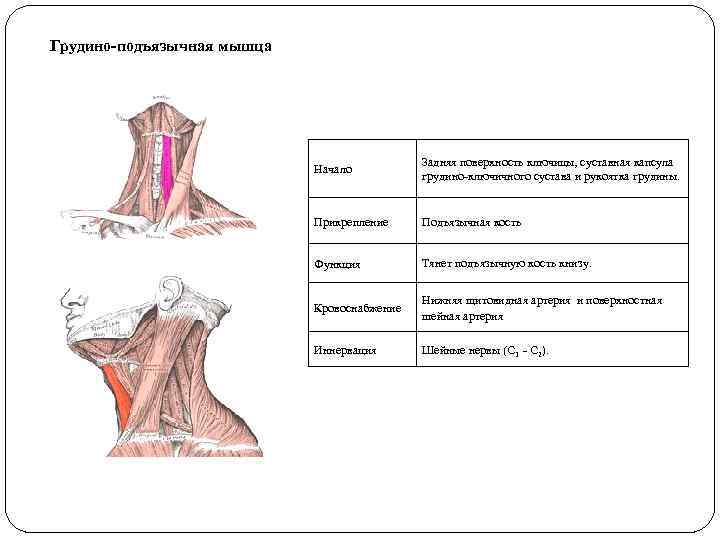 Грудино-подъязычная мышца Начало Задняя поверхность ключицы, суставная капсула грудино-ключичного сустава и рукоятка грудины. Прикрепление