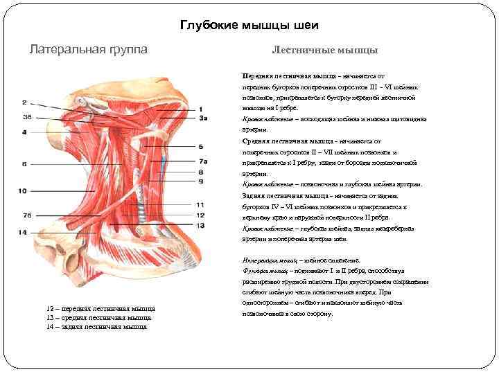 Глубокие мышцы шеи Латеральная группа Лестничные мышцы Передняя лестничная мышца - начинается от передних