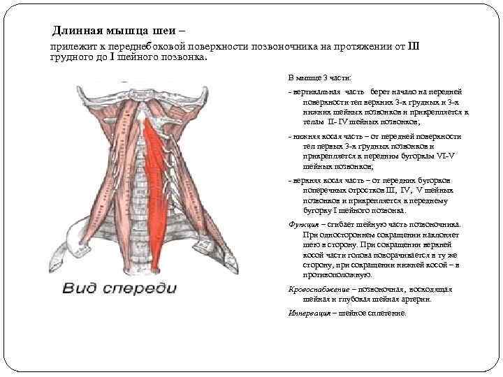 Длинная мышца шеи – прилежит к переднебоковой поверхности позвоночника на протяжении от III грудного