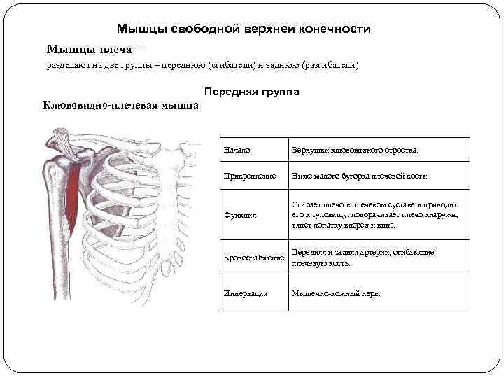 Мышцы свободной верхней конечности Мышцы плеча – разделяют на две группы – переднюю (сгибатели)