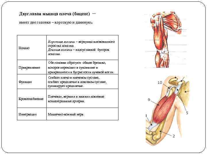Двуглавая мышца плеча (бицепс) – имеет две головки – короткую и длинную. Начало Короткая