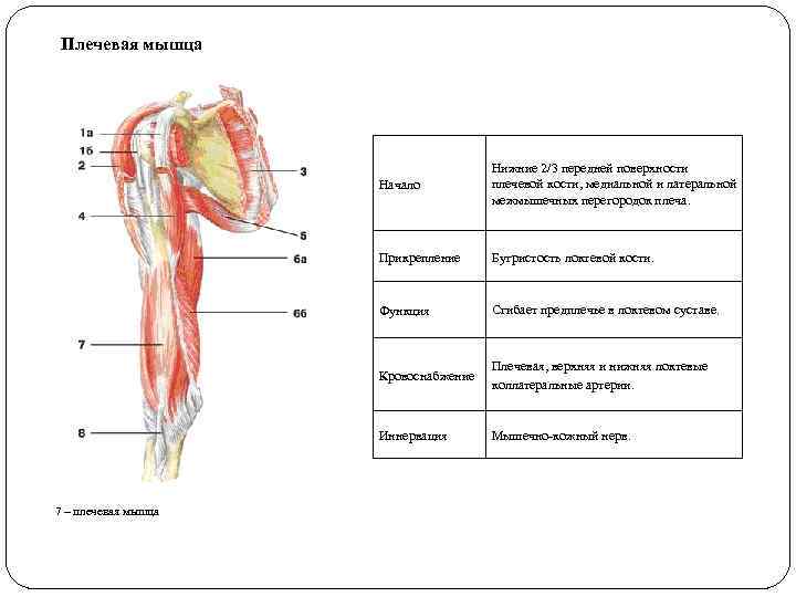 Плечевая мышца Начало Прикрепление Бугристость локтевой кости. Функция Сгибает предплечье в локтевом суставе. Кровоснабжение