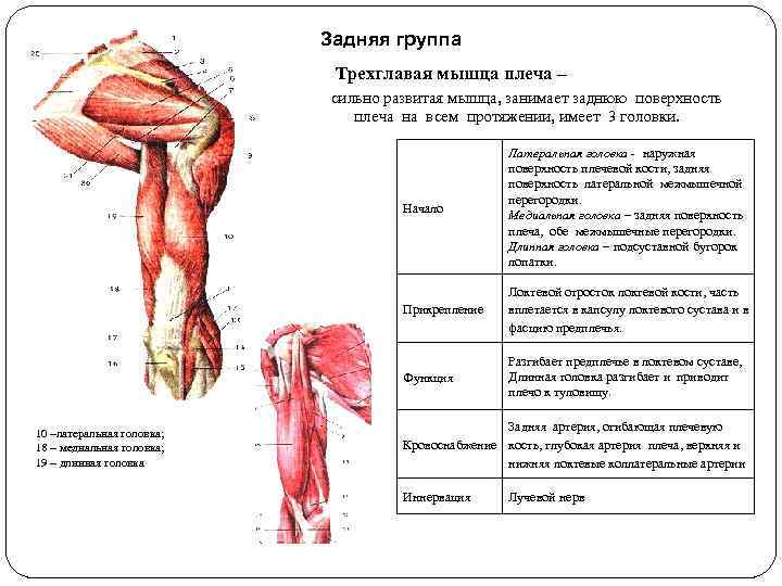 Задняя группа Трехглавая мышца плеча – сильно развитая мышца, занимает заднюю поверхность плеча на