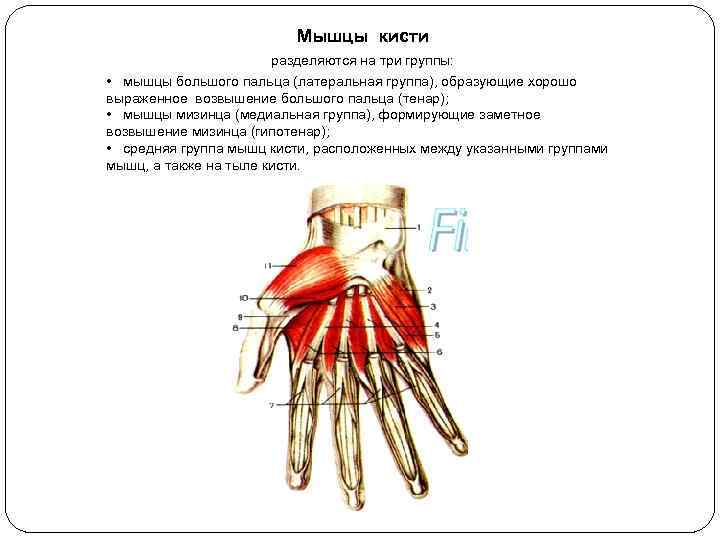 Мышцы кисти разделяются на три группы: • мышцы большого пальца (латеральная группа), образующие хорошо