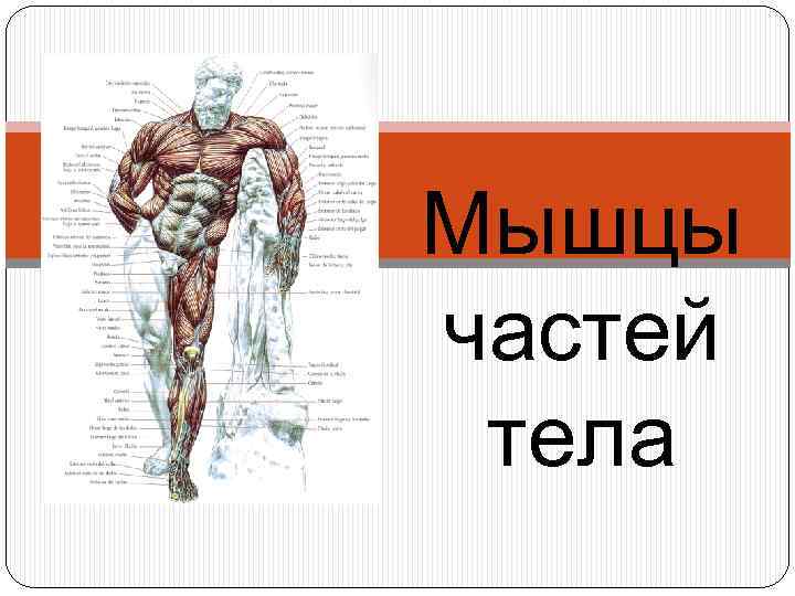 Мышцы частей тела 