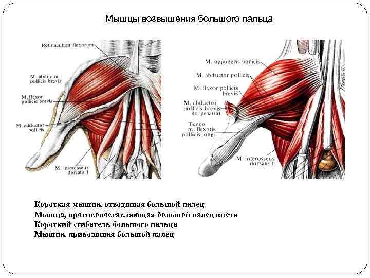 Мышцы возвышения большого пальца Короткая мышца, отводящая большой палец Мышца, противопоставляющая большой палец кисти