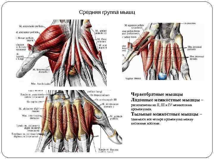 Средняя группа мышц Червеобразные мышцы Ладонные межкостные мышцы – расположены на II, III и