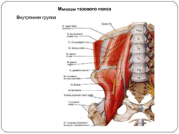 Мышцы тазового пояса Внутренняя группа 