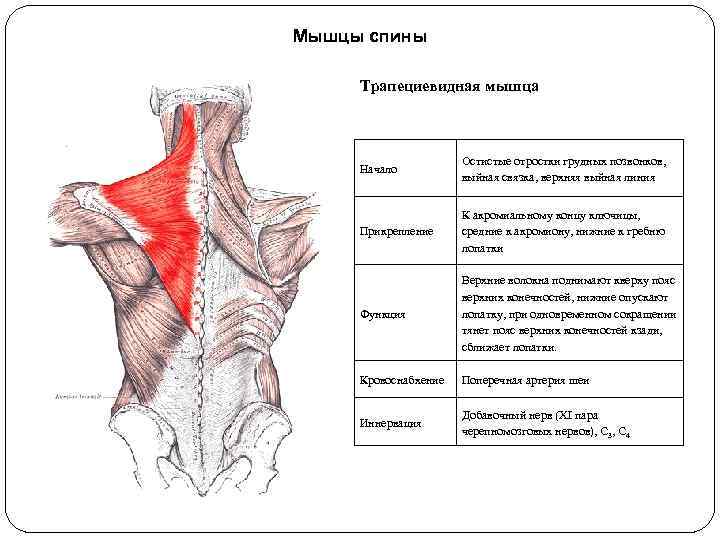 Мышцы спины Трапециевидная мышца Начало Остистые отростки грудных позвонков, выйная связка, верхняя выйная линия