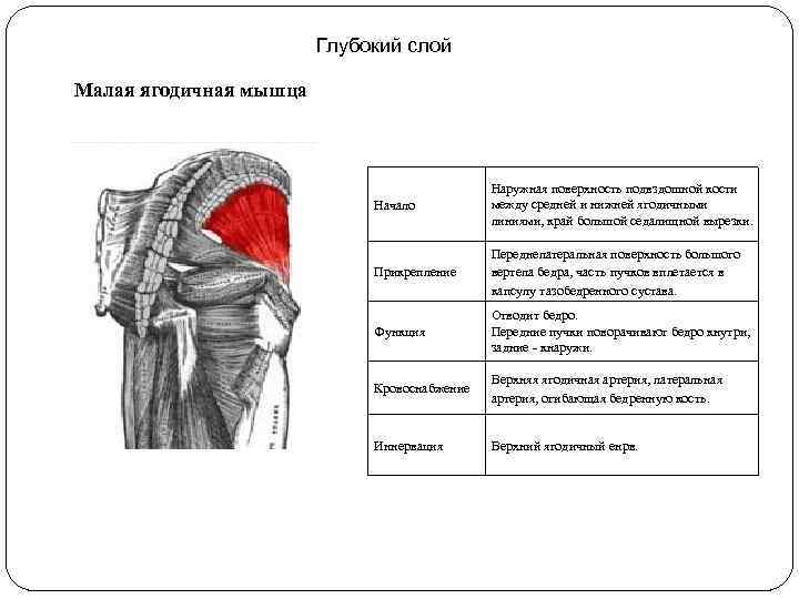 Глубокий слой Малая ягодичная мышца Начало Наружная поверхность подвздошной кости между средней и нижней