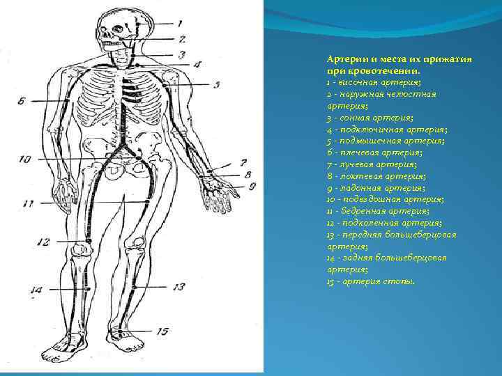 Рисунок названием артерий и костей к которым осуществляется прижатие артерии при кровотечении