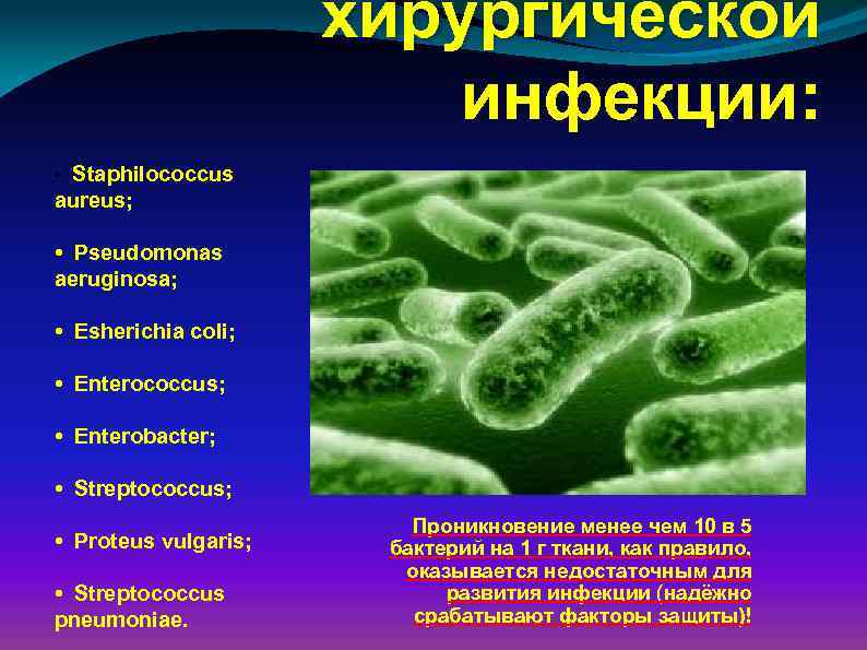 хирургической инфекции: • Staphilococcus aureus; • Pseudomonas aeruginosa; • Esherichia coli; • Enterococcus; •