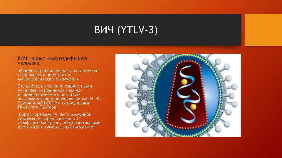 ВИЧ (YTLV-3) ВИЧ – вирус иммунодефицита человека. Модель строения вируса, построенная на основании электронномикроскопического