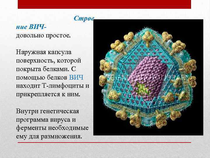 Белки вич. Ферменты вирусов. Ферменты вирусов микробиология. Ферменты вирусов функции. Ферментами вирусов являются.