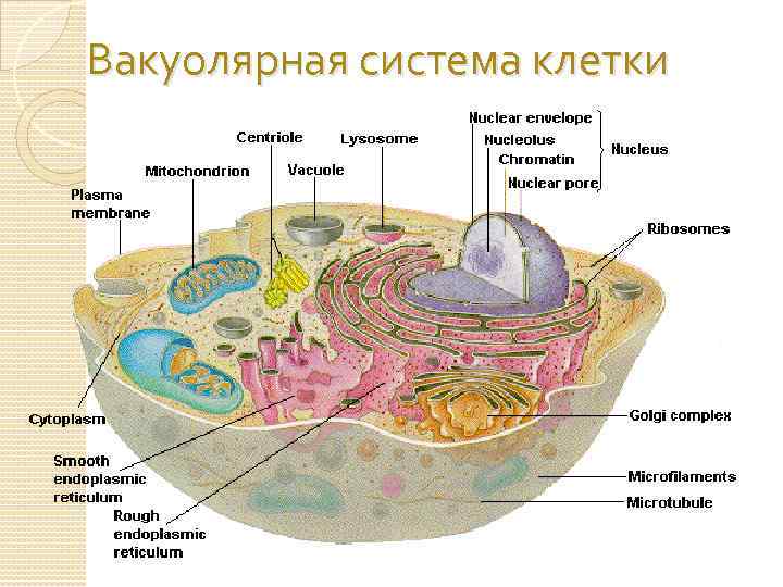 Вакуолярная система клетки 
