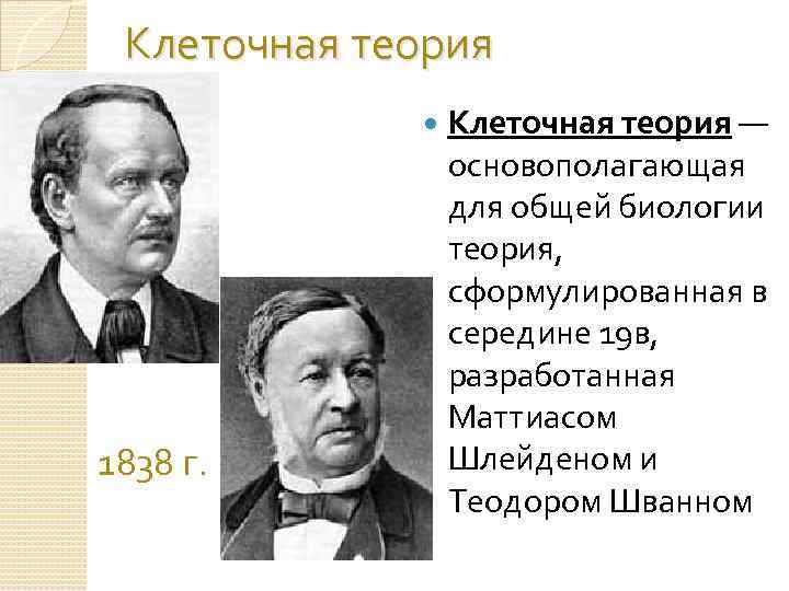  Клеточная теория 1838 г. Клеточная теория — основополагающая для общей биологии теория, сформулированная