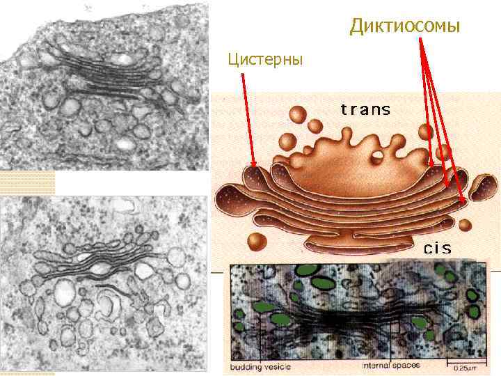 Диктиосомы Цистерны 