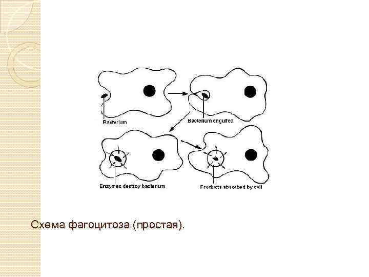 Схема фагоцитоза (простая). 