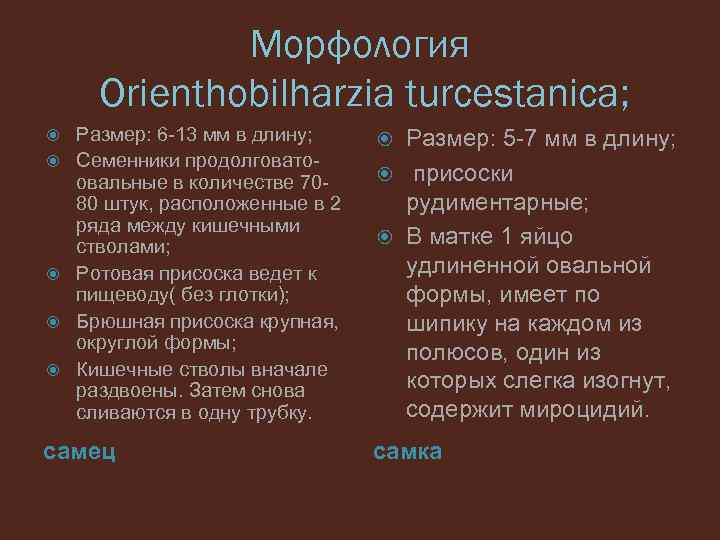 Морфология Orienthobilharzia turcestanica; Размер: 6 -13 мм в длину; Семенники продолговатоовальные в количестве 7080