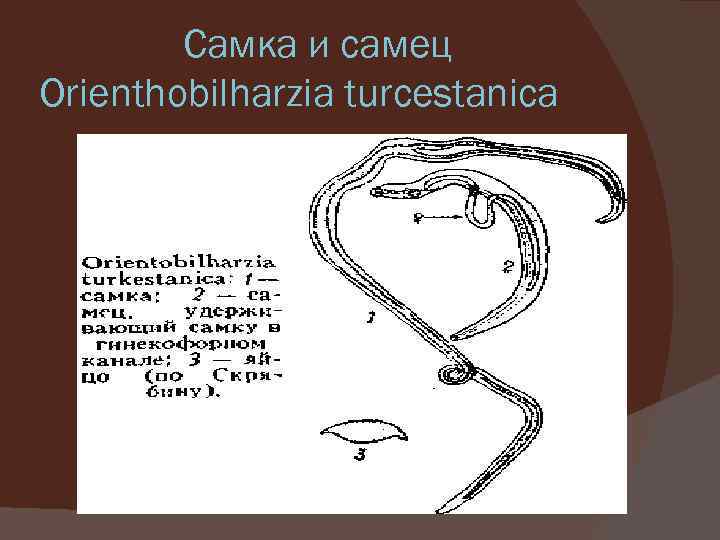 Самка и самец Orienthobilharzia turcestanica 