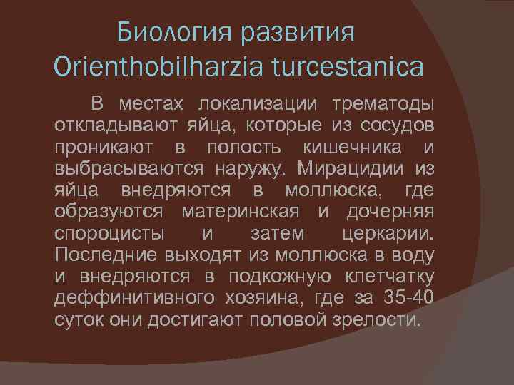 Биология развития Orienthobilharzia turcestanica В местах локализации трематоды откладывают яйца, которые из сосудов проникают