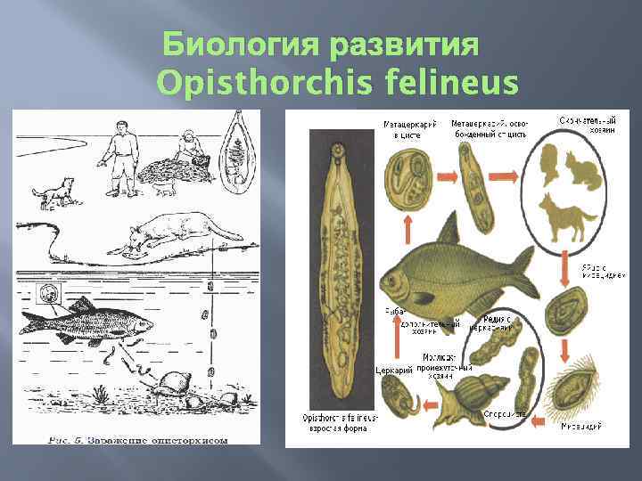 Схема развития описторхоза