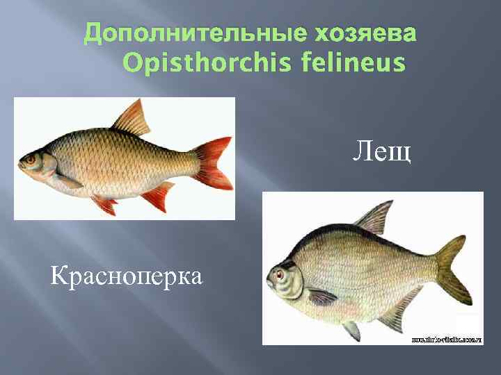 Дополнительные хозяева Opisthorchis felineus Лещ Красноперка 
