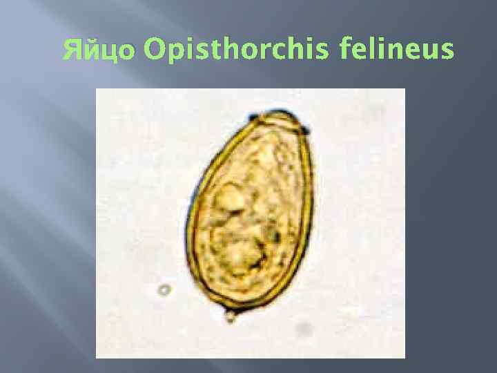 Морфология яйца. Opisthorchis felineus яйца. Яйцо Opisthorchis felineus строение. Яйца Opisthorchis felineus под микроскопом. Opisthorchis felineus морфология яиц.