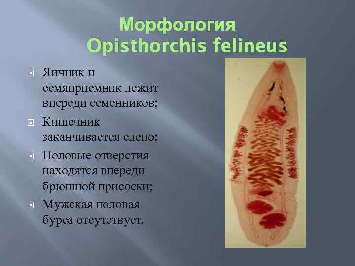 Морфология Opisthorchis felineus Яичник и семяприемник лежит впереди семенников; Кишечник заканчивается слепо; Половые отверстия