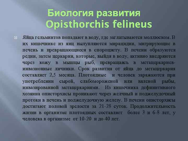 Биология развития Opisthorchis felineus Яйца гельминтов попадают в воду, где заглатываются моллюском. В их