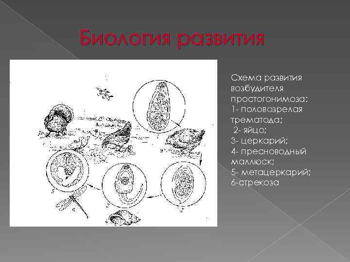 Схема развития. Простогонимоз кур цикл развития. Простогонимоз птиц биология развития. Схема развития простогонимоза. Простогонимоз птиц цикл развития.