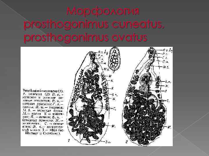 Морфология prosthogonimus cuneatus, prosthogonimus ovatus 