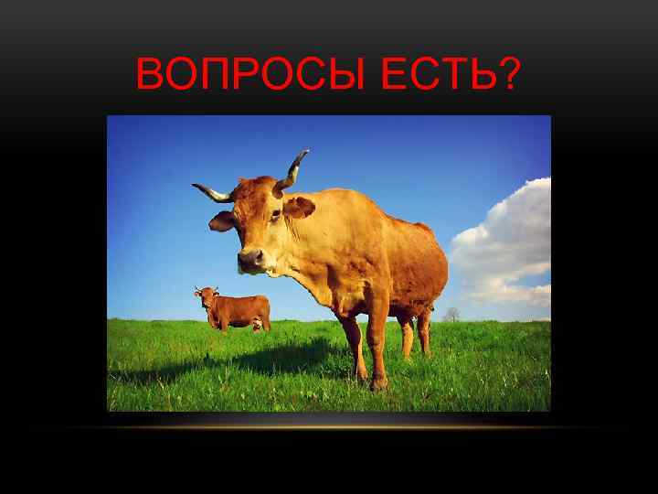 ВОПРОСЫ ЕСТЬ? 