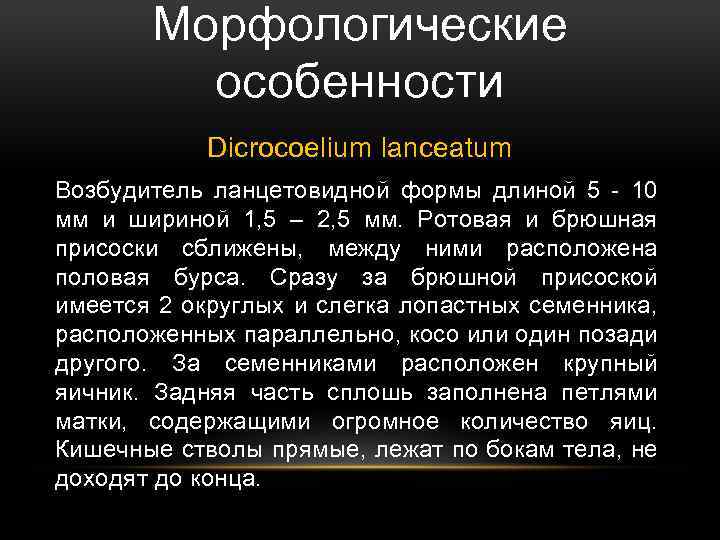 Морфологические особенности Dicrocoelium lanceatum Возбудитель ланцетовидной формы длиной 5 - 10 мм и шириной