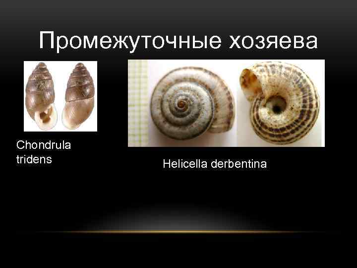 Промежуточные хозяева Chondrula tridens Helicella derbentina 