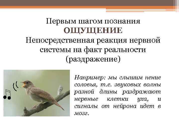 Первым шагом познания ОЩУЩЕНИЕ Непосредственная реакция нервной системы на факт реальности (раздражение) Например: мы