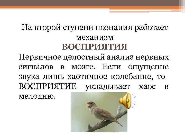 На второй ступени познания работает механизм ВОСПРИЯТИЯ Первичное целостный анализ нервных сигналов в мозге.