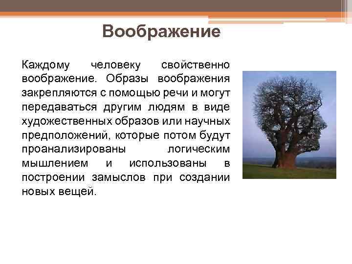 Воображение Каждому человеку свойственно воображение. Образы воображения закрепляются с помощью речи и могут передаваться