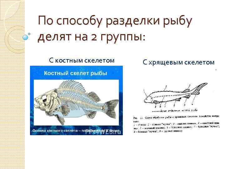 Технологическая схема разделки рыбы с хрящевым скелетом