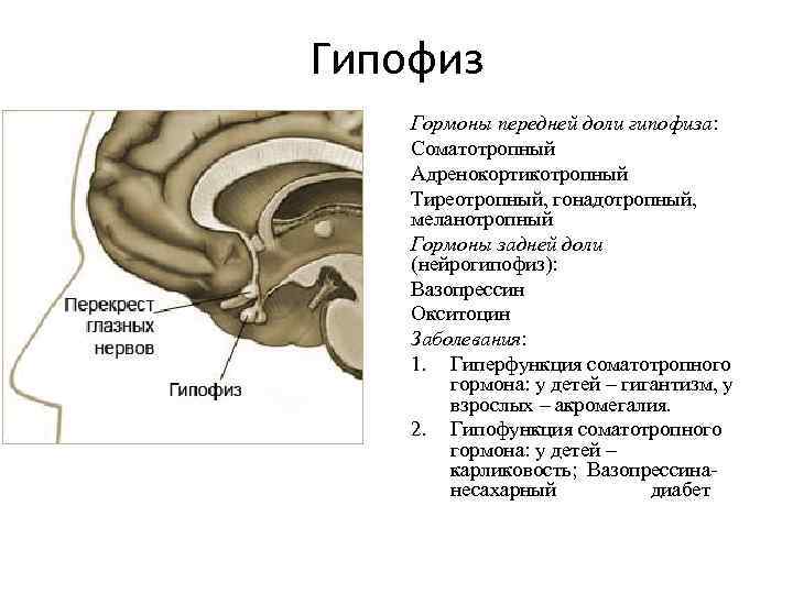 Гипофиз Гормоны передней доли гипофиза: Соматотропный Адренокортикотропный Тиреотропный, гонадотропный, меланотропный Гормоны задней доли (нейрогипофиз):