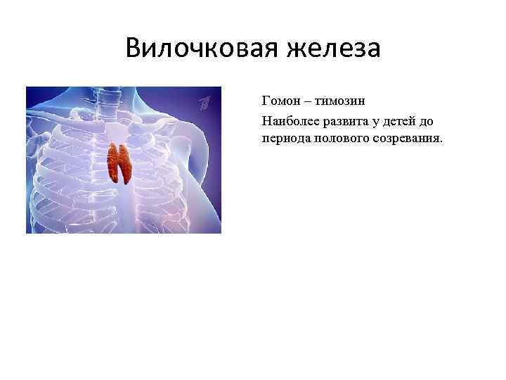 Вилочковая железа Гомон – тимозин Наиболее развита у детей до периода полового созревания. 