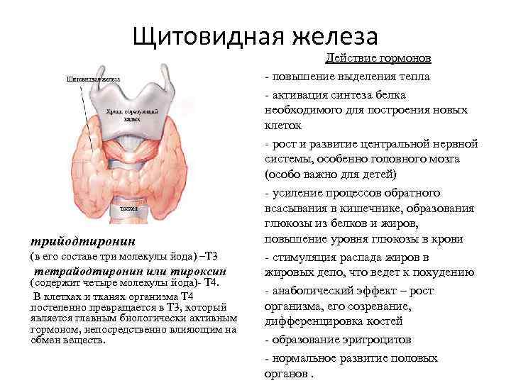 Щитовидная железа трийодтиронин (в его составе три молекулы йода) –Т 3 тетрайодтиронин или тироксин